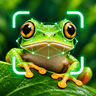 AI Frog Identifier